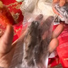 辽参大连冷冻海参2斤 20-24只年货礼盒非即食辽刺参 固形物≥85% 自营 实拍图