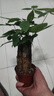 发财树盆栽大植物室内办公室桌面客厅小盆景招财树苗绿植花卉盆栽 三杆发财树 5-8cm【原盆】 【送肥料】 实拍图