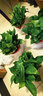 双盟绿萝盆栽除甲醛花卉绿植办公室新房净化空气160加高4盆装源头直发 实拍图
