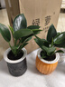 新大叶金钻绿公主盆栽植物除甲醛绿植办公室四季常青室内客厅摆放 【拍一发二】金钻+灰繁星吸水盆 含盆高度15-20厘米 实拍图