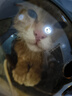 嘉派特宠物驱虫药猫咪狗犬用体内外同驱一体去虱子跳蚤宠物除虫药 0.5ml*1瓶 【猫用外驱】到手1支外驱 实拍图