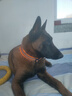 TRUELOVE狗狗项圈小中大型犬脖圈防勒泰迪金毛透气舒适反光宠物脖圈狗圈 桔色（不含牵引绳） 2XL【55-60cm】-建议30-42kg选择 实拍图