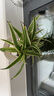 叹为观止18种吊兰任你选金边吊兰各种盆栽花卉客厅垂吊桌面植物净化空气 金边吊兰【陶瓷盆】 不含盆 实拍图