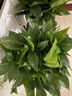 双盟绿萝盆栽除甲醛花卉绿植办公室新房净化空气180加仑4盆装源头直发 实拍图