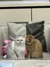 HOUYA猫窝狗窝小型犬猫咪秋冬保暖封闭式猫屋睡觉垫玩睡一体 实拍图