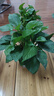 特价绿萝盆栽室内客厅办公室吸甲醛净化空气水培植物绿植花卉好养 【1盆】绿萝+早安吸水盆 整体含盆高度20-25cm 实拍图