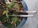 福利达不锈钢小耙子盆景松土神器家用盆栽换盆园艺种花除草工具赶海二齿 实拍图
