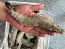 天纵良材进口巨型黑虎虾 活冻大虾老虎虾斑节虾对虾 年货礼品 生鲜海虾 巨型20-24只 2.6斤(净重)  20-22CM 实拍图