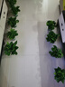 双盟绿萝盆栽除甲醛花卉绿植办公室新房净化空气 120款10盆源头直发 实拍图