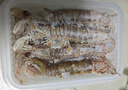 一虾一世界鲜活熟冻皮皮虾 新鲜虾爬子濑尿虾大号爬爬虾肉虾婆肉 烧烤食材 全母带膏 2斤(净重)  【8-10cm】 实拍图