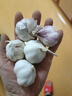 京喜自营精选大蒜水果蒜调料蔬菜火锅烧烤牛肉小龙虾食材 优惠5-6头 100g 单果3.5-5cm 实拍图
