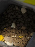 疯狂小狗 狗粮鸡肉蓝莓味10kg 金毛泰迪中大小型犬幼犬成犬通用粮 20斤 实拍图