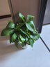 双盟绿萝盆栽除甲醛花卉绿植办公新房净化空气180龙蛋光面4盆源头直发 实拍图