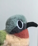 捉趣翠鸟毛绒玩具可爱小鸟玩偶公仔睡觉桌伴抱枕陪睡娃娃生日新年礼物 叉尾太阳鸟-约11cm 鹦鹉鸟系列 实拍图
