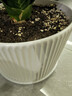 陶瓷花盆绿植盆栽亚光北欧风简约花盆大号桌面绿植盆送塑料托盘 白色 特大号（20*20*16） 实拍图