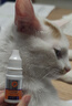普安特宠物猫咪耳螨狗狗中耳炎耳痒耳臭马拉色菌复方制霉菌素膏邦芙宁 实拍图
