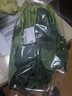 大菠菜300g 实拍图
