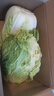 山东寿光大白菜黄心大娃娃菜农户现摘新鲜蔬菜原产地整箱批发 寿光白菜带箱5斤净重4.5斤 实拍图
