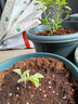 漫生活50L营养土赠多菌灵+肥种菜有机养花土通用种花土植物兰花土种植土 实拍图