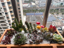 简诗多肉植物带盆绿植花卉盆栽组合套餐办公室多肉diy创意微景观盆景 十颗多肉随机+木盆 实拍图