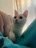伊纳宝ciao猫零食成猫猫条宠物零食妙好啾噜流质零食布偶猫湿粮鱼条 【关注皮肤】鸡胸肉14g*20条 实拍图