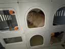 蔻丝猫笼子带厕所一体适合大猫家用室内三层超大自由空间猫别墅猫柜 实拍图