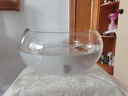 团圆月圆形玻璃鱼缸加厚透明玻璃乌龟缸客厅家用桌面圆形迷你小型金鱼缸 30鼓缸裸缸 实拍图