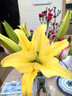香水百合鲜花云南鲜花直发家用水养插花母亲节情人节礼物新年装饰 随机香水百合混色18朵 优质百合 实拍图
