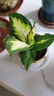 玛丽安水培植物万年青好养盆栽室内富贵竹办公室客厅花卉净化空气 玛丽安25-30厘米3棵【不含瓶】 实拍图