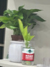 【绿萝盆栽】吸甲醛净化空气水培绿植物懒人花卉好养搬家礼物全 【爆款2盆】绿萝+白色南瓜盆自吸水 整体含盆高度20-25cm 实拍图