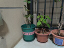 花盆绿植盆栽加厚塑料简约多肉小盆阳台客厅月季玫瑰大号家用花盆 矮款1加仑(口径15cm)1个盆 配套托盘 实拍图