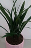 特级浓香型企黑兰花国兰客厅四季好养盆栽绿植物国花高端送礼物 高度40cm冠幅15cm特级精品兰花 1苗裸根发货 实拍图