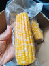 京鲜生甘肃水果玉米220g*8棒真空甜玉米棒低脂代餐免煮开袋即食源头直发 实拍图