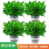 双盟绿萝盆栽除甲醛花卉绿植办公室新房净化空气180加仑4盆装源头直发 实拍图