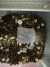 纽顿美国进口 T24无谷低敏减肥绝育鱼肉配方成猫幼猫猫粮40g 试吃装 实拍图