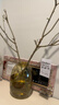 带花瓶 小叶女贞水培毛叶丁香老桩造型树丁香木四季常青观叶植物 小叶女贞（50-60厘米）+琥珀色大肚瓶+吊卡 造型随机（发货） 实拍图