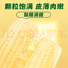 十月稻田 白糯玉米 8根 4.16斤 东北甜粘玉米 非转基因 低脂早餐 实拍图