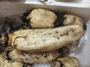 新鲜现挖莲藕小脆藕水果脆藕头生鲜蔬菜早餐凉拌即食超市直播间 新鲜脆藕2斤 实拍图