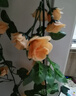 盛世泰堡 仿真玫瑰塑料花藤装饰花假花绿植装饰空调管道布置 69头香槟色 实拍图