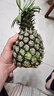 广东徐闻香水菠萝新鲜水果生鲜热带孕妇水果整箱包邮 2个装 净重3-3.5斤 单果650g起 实拍图