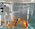 松宝鱼缸过滤器三合一潜水增氧泵水族箱内置过滤净水氧气泵循环抽水泵 WP-750F 3.5瓦+2块替换棉 实拍图