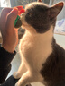 欢宠网猫薄荷球猫玩具猫咪磨牙自嗨解闷神器耐咬逗猫棒猫猫小猫幼猫宠物 实拍图