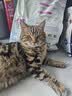 靓贝猫粮 牛肉三文鱼 猫粮 幼猫 成猫 通用全价猫粮 10kg20斤 实拍图
