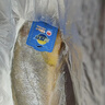 三都港 冷冻醇香黄鱼鲞900g/2条 三去黄花鱼 生鲜鱼类 深海鱼 海鲜 年货 实拍图