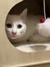 PETSTAR【树屋猫爬架】 猫窝一体小户型保暖实木不占地猫台磨爪猫玩具 实拍图
