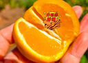 甜果源 麻阳冰糖橙 手剥橙子湖南高山脐甜橙子果冻甜橙当季新鲜水果 净重9斤【超值实惠】 单果65-70mm【钻石稀缺果】 实拍图