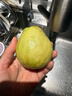 京觅福建奶油芭乐 番石榴 单果150g起 净重4.5斤装 源头直发包邮 实拍图