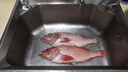 朵芙 海参斑鱼 多规格 红鱼净重 红石斑鱼大眼鱼富贵鱼深海鱼生鲜鱼类 【尝鲜特大】2斤净重*2条 实拍图
