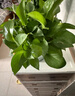 双盟绿萝盆栽除甲醛花卉绿植办公室新房净化空气180加仑4盆装源头直发 实拍图