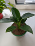 新大叶金钻绿公主盆栽植物除甲醛绿植办公室四季常青室内客厅摆放 【1盆】金钻+基地原盆 含盆高度15-20厘米 实拍图